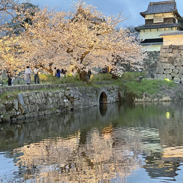 福岡限定🌸3.28舞鶴公園櫻花直擊