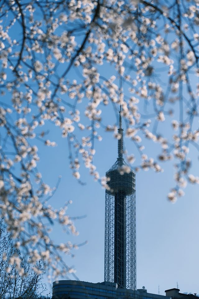 大連勞動公園嘅桃花已經靚到升華咗啦
