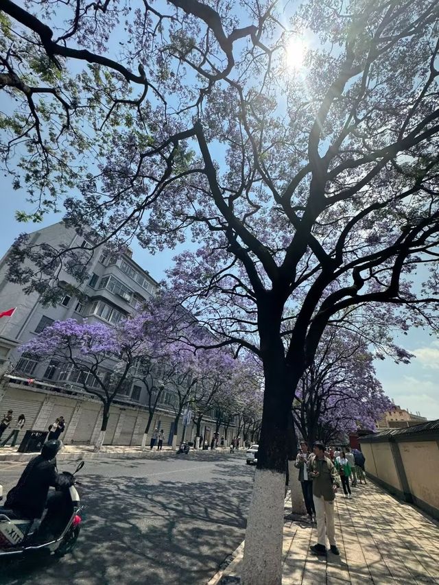 昆明教場中路藍花楹