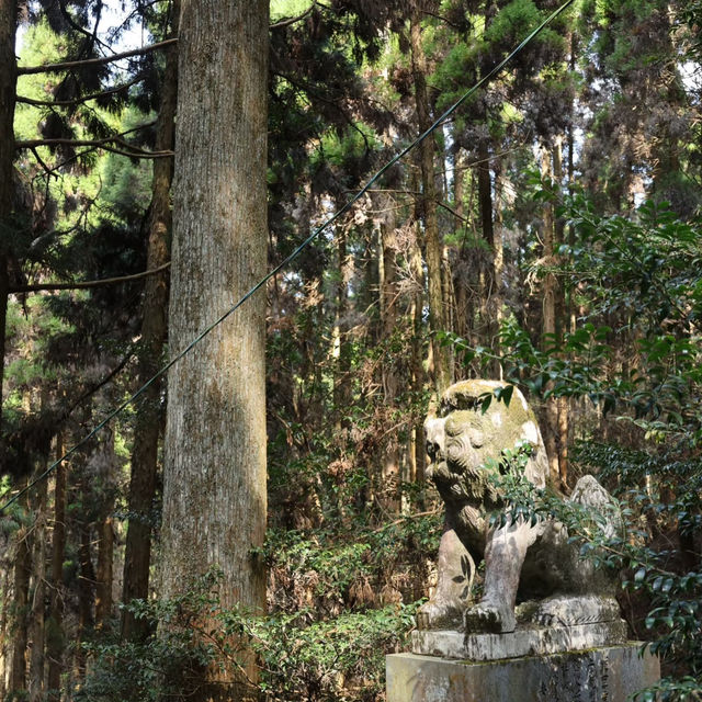 福岡Solo Trip｜邂逅大森宮的春日浪漫
