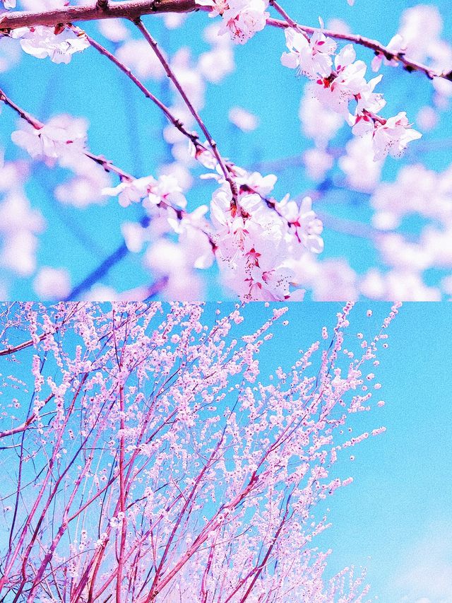 《帶她一起賞桃花朵朵開！》