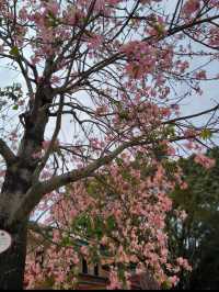 Blossoms in Guangzhou temple 