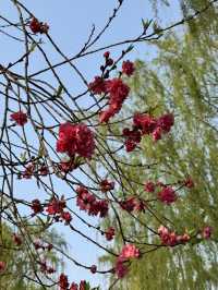 Spring in Hangzhou is the best