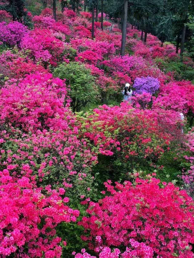 以為臨平公園夠美了！直到去了湖州杜鵑花海