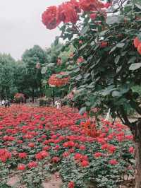 鋼鐵之都的粉色革命｜和平公園月季圖鑑（附獨家機位）