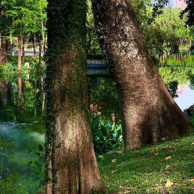 綠野仙蹤｜越秀公園💚藏於廣州鬧市的絕美抹茶小森林🌳