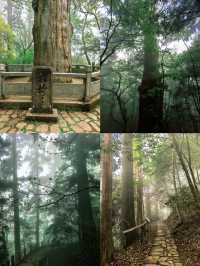 逃離城市•低能量旅行天目山度假攻略