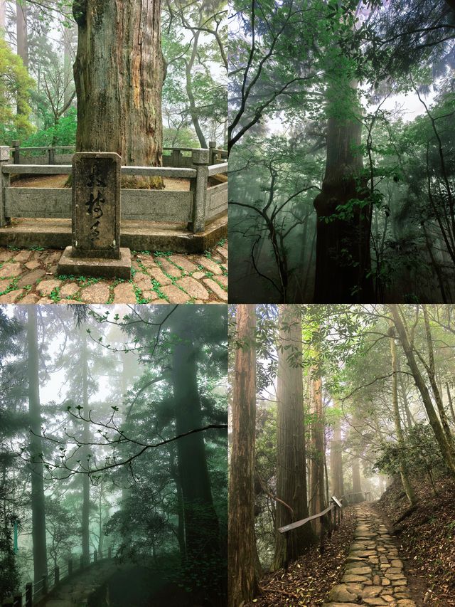 逃離城市•低能量旅行天目山度假攻略