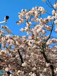 這個春天千萬別錯過清涼山公園的櫻花，快來赴一場春日之約吧