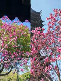 真的愛慘了這一派春和景明