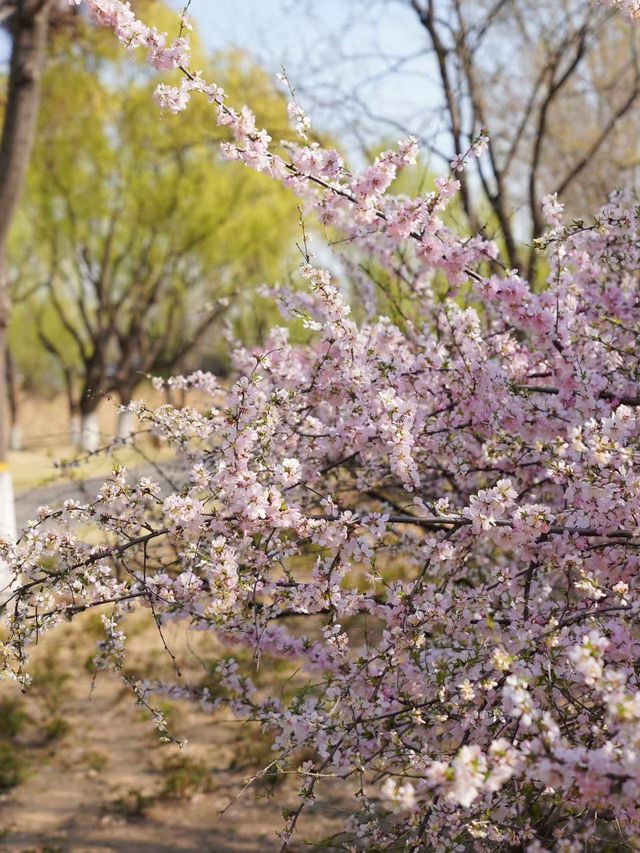 濰坊櫻花季｜一日遊攻略收好啦～