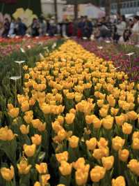 🌻風光攝影｜2025維港公園花開進行時