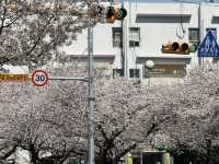 🌸釜山廣安里 | 櫻花盛景浪漫襲來