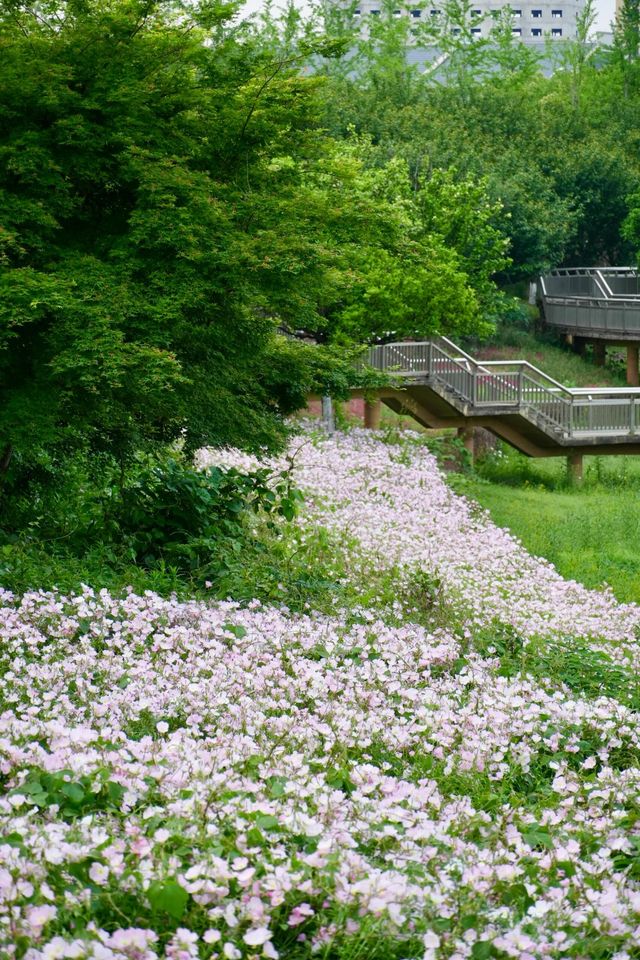 南昌踏青·馬蘭圩濕地公園｜闖入現實版“莫奈花園”