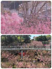 狐尾山櫻花谷「春風來信 櫻花寄語」