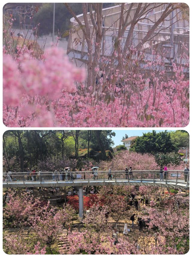 狐尾山櫻花谷「春風來信 櫻花寄語」