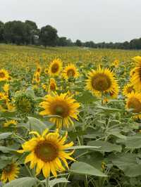 🌻蘇州灣體育公園 | 邂逅絕美向日葵花海