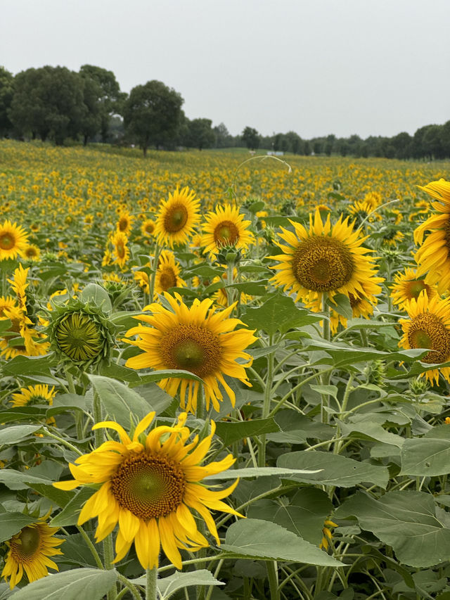 🌻蘇州灣體育公園 | 邂逅絕美向日葵花海