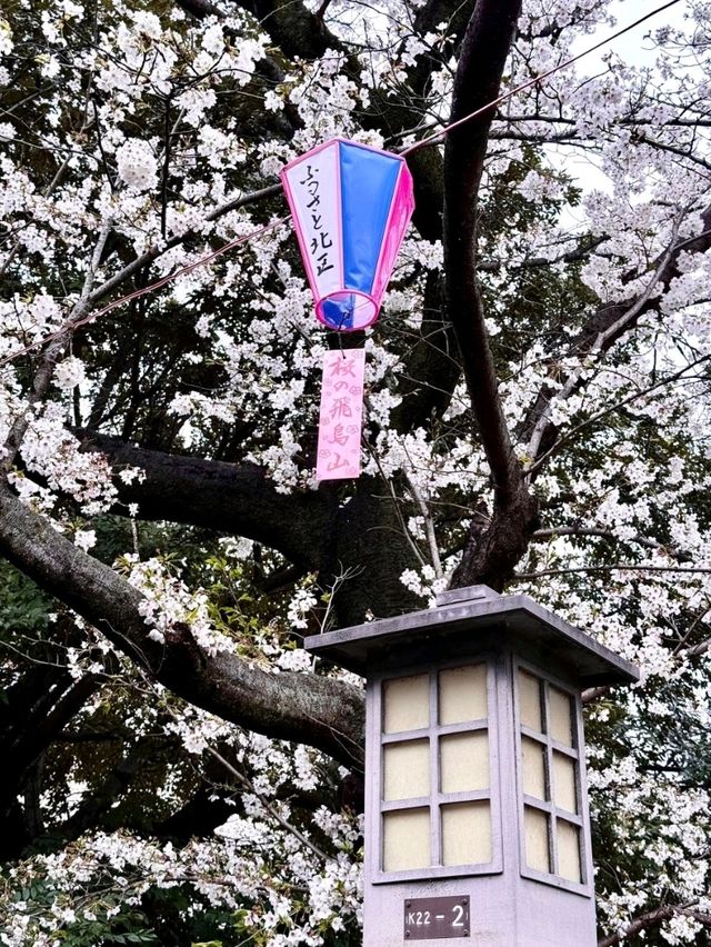 東京飛鳥山公園交通攻略：邂逅雨中童話與浪漫櫻花 