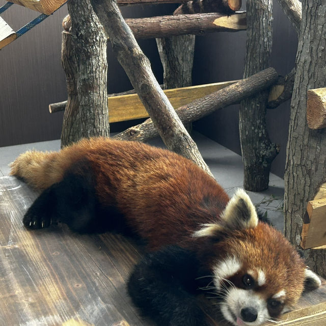 ✔️小眾一站式遛娃目的地：江西修水鹿鳴谷度假區