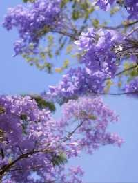 6月賞花花海打卡指南，解鎖限定浪漫！