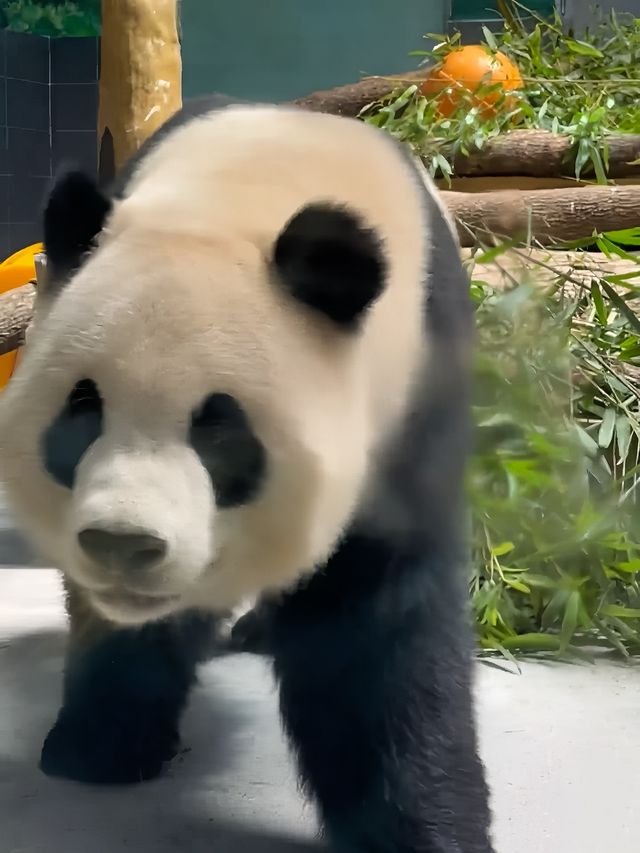 梅雨季同暑假都啱玩嘅溫州大熊貓館親子遊攻略