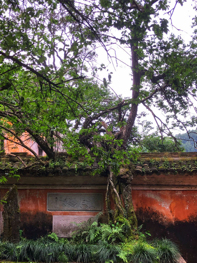 國清寺攻略·解鎖千年古剎的正確打開方式