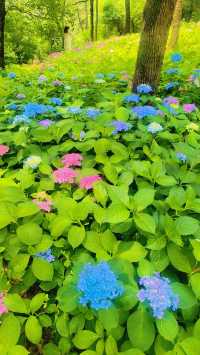 《臨平公園，邊度可以欣賞到最美嘅自然風光？》