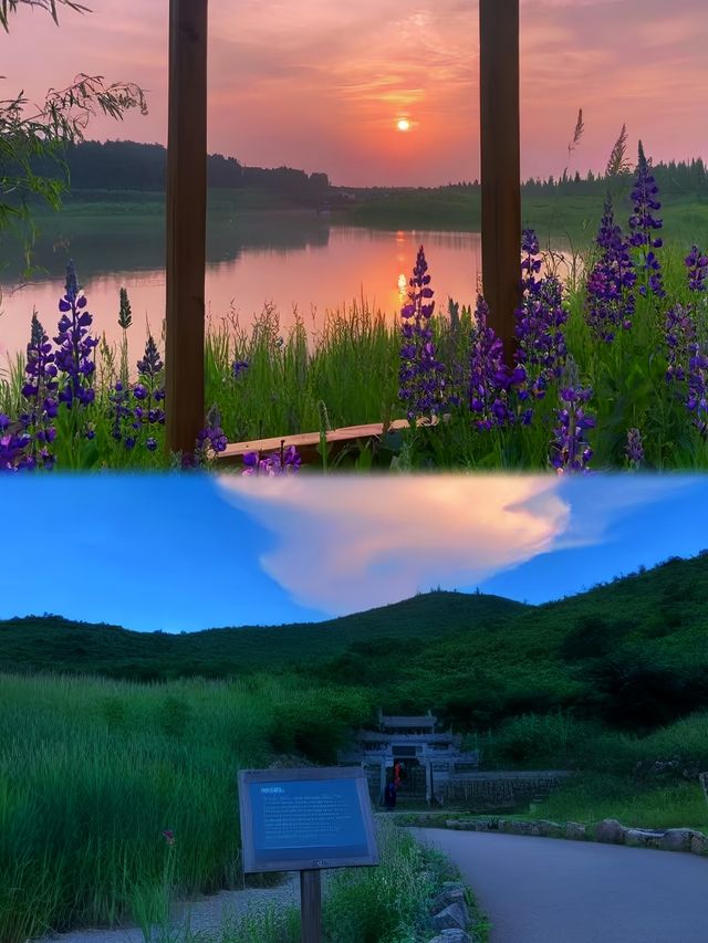 《霍城薰衣草花海·浪漫一日遊》