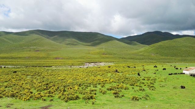 默勒草原嘅美在於原始同純淨，放慢腳步，先至聽到風同牧歌嘅和鳴  最佳旅遊時間 - 夏季（7月-9月）