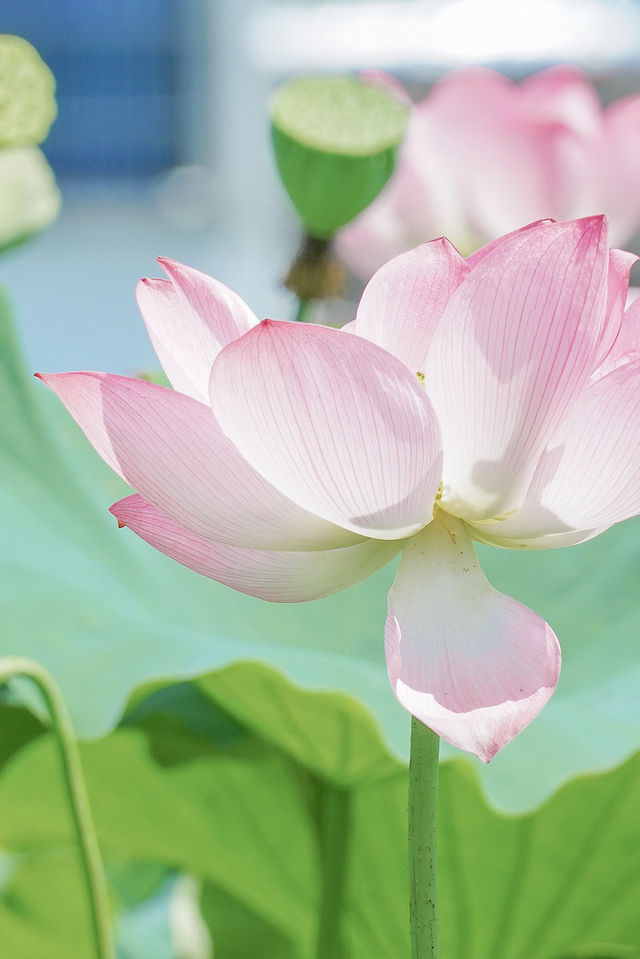 夏•荷🪷喺海曙村莊遇見免費嘅荷花池