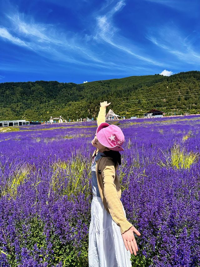川西嘅紫色暴擊！松潘薰衣草嘅終極浪漫，手機記憶卡直接陣亡