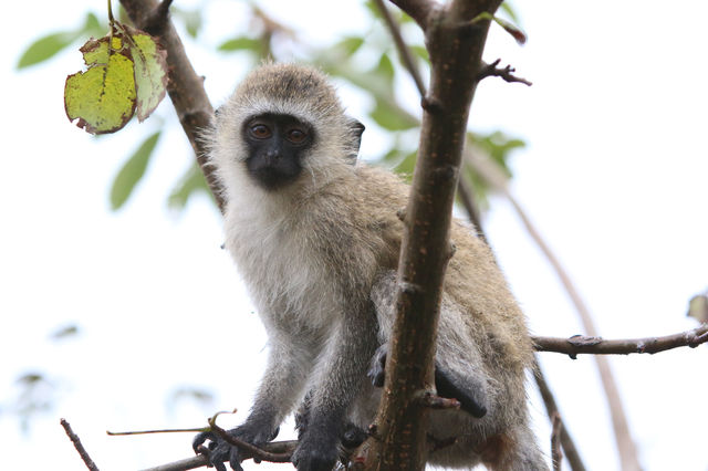 Unforgettable Stay at Olerai Lodge