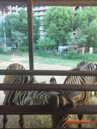 湖州龍之夢動物園全攻略｜親子/情侶/長者遊玩指南