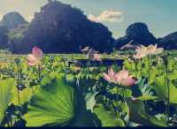 雲南普者黑 | 三生三世十里桃花同款打卡地必看避坑攻略！