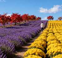 【哈爾濱秋日花海限定攻略】小眾出片地，闖入莫奈花園的油畫世界