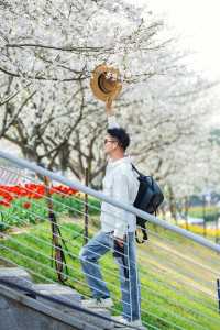 寧波前灣賞花攻略｜春日限定浪漫，邂逅花海