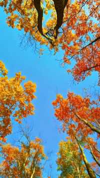中國紅葉第一山！光霧山賞秋攻略，避開人潮拍大片