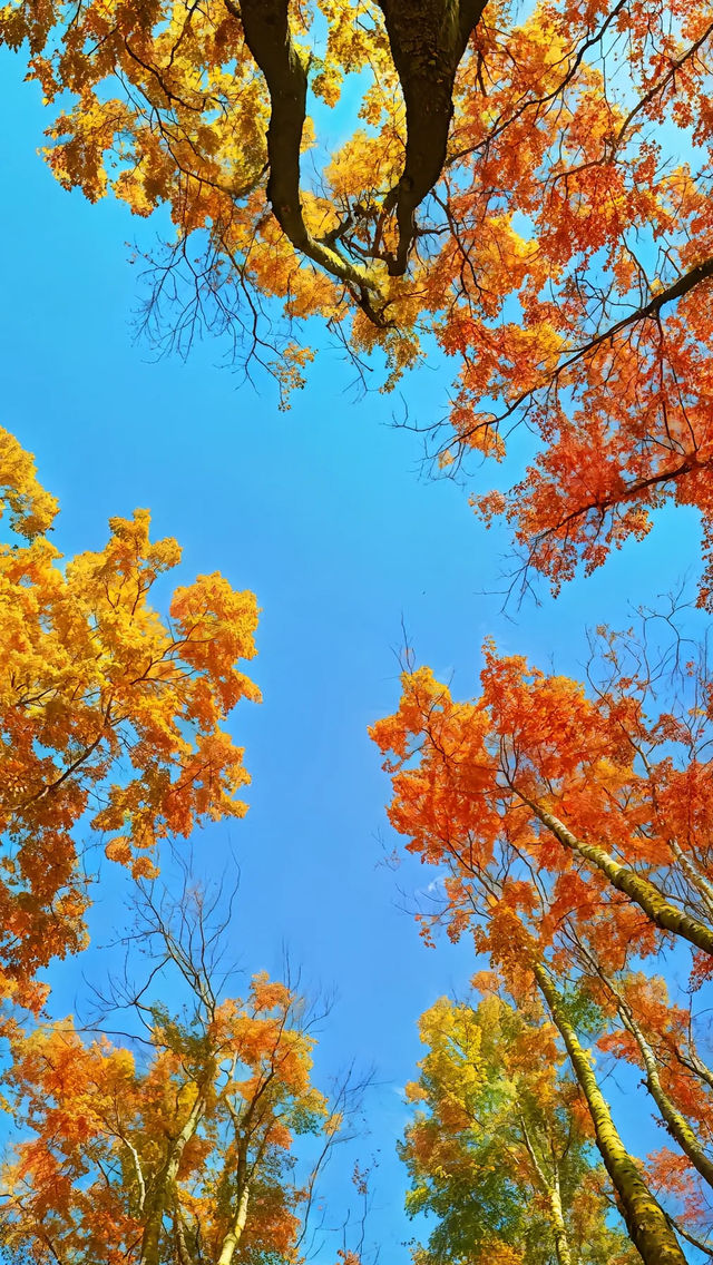 中國紅葉第一山！光霧山賞秋攻略，避開人潮拍大片