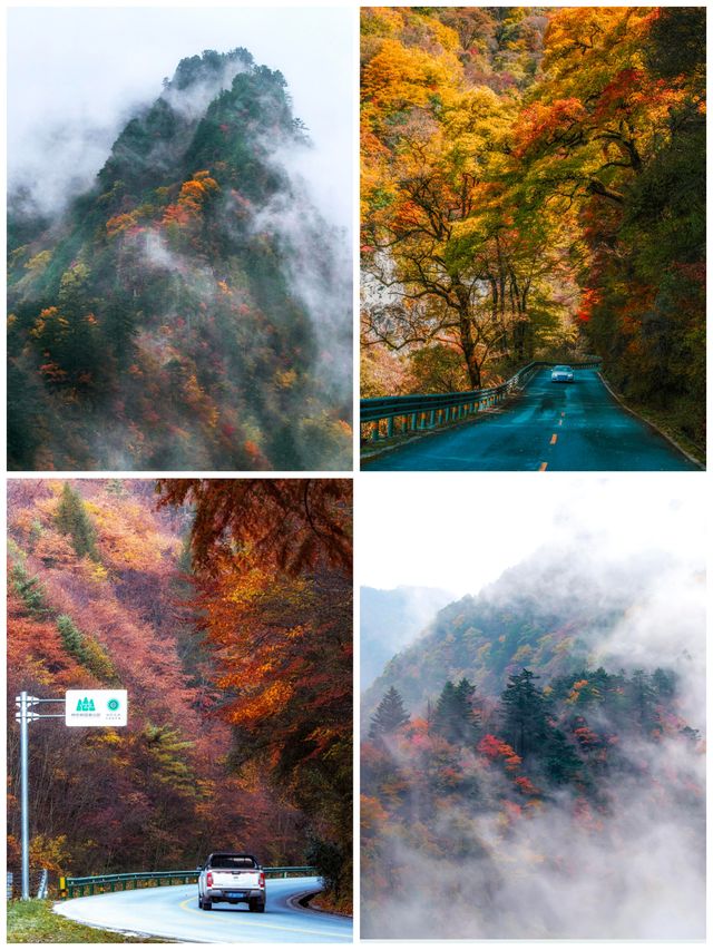 去了才知道！神農架的層林盡染有多震撼？