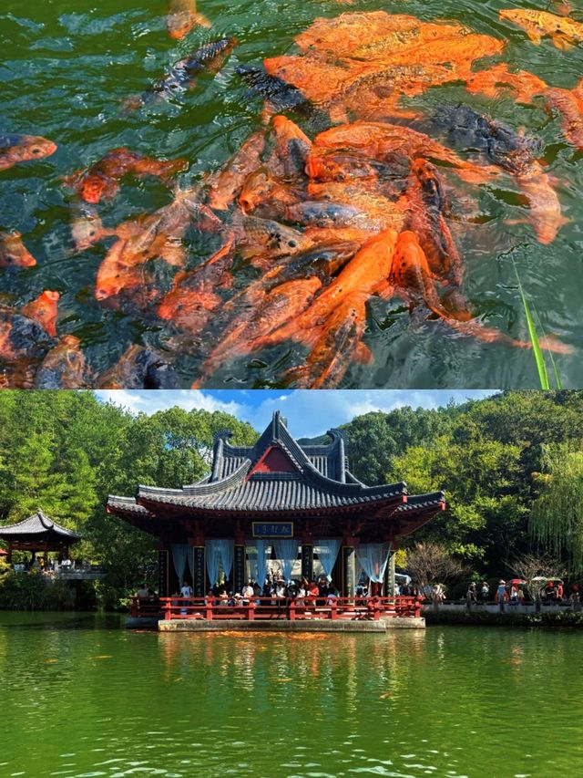 【縉雲仙都遛娃保姆級攻略】國慶親測！輕鬆不累解鎖仙氣與童趣