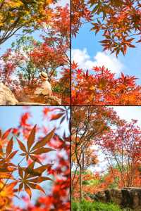 楓葉紅了廣州賞秋一定要來一趟帽峰山