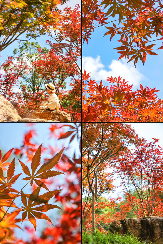 楓葉紅了廣州賞秋一定要來一趟帽峰山