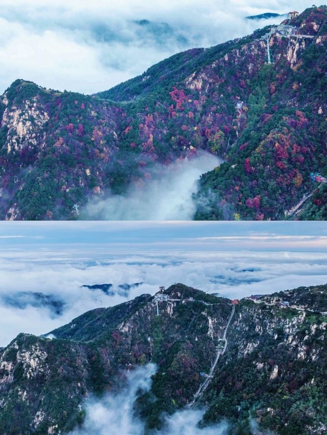 泰山之巔，雲海與秋色撞了個滿懷！