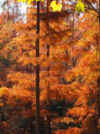 鄭州北龍湖紅杉樹美哭了|又是一年橙黃橘綠時