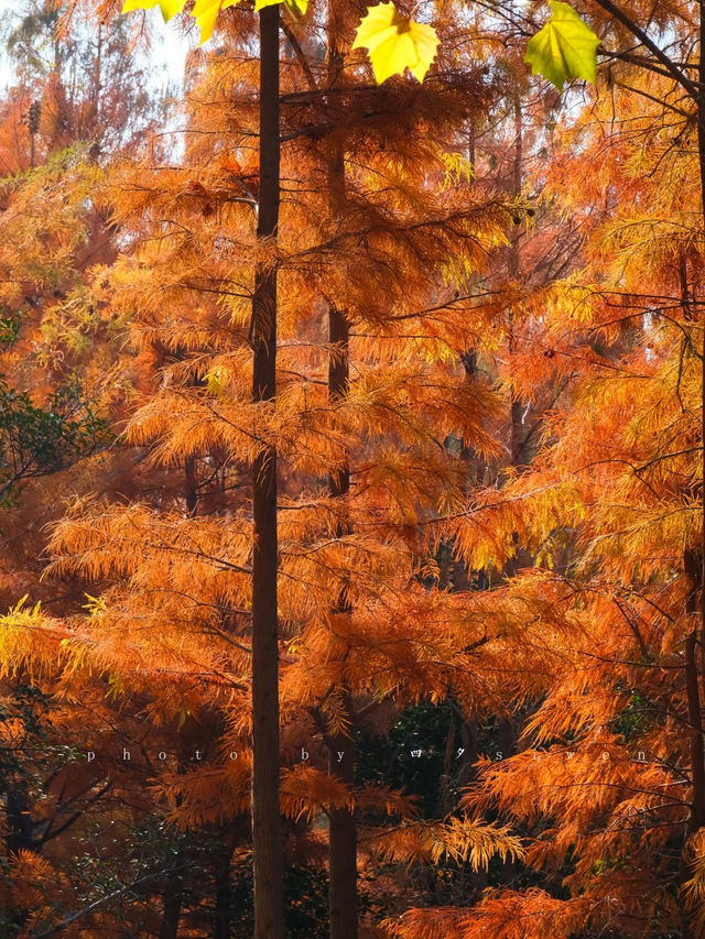 鄭州北龍湖紅杉樹美哭了|又是一年橙黃橘綠時