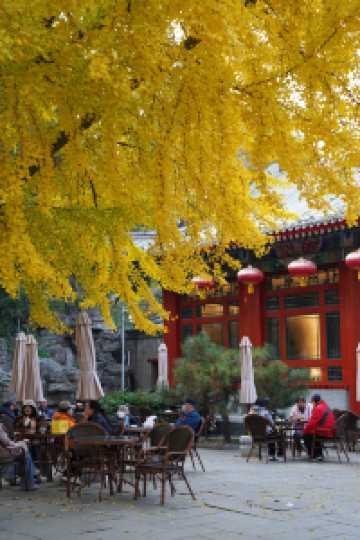 北京旅遊｜北海公園，紅牆黛瓦的最美金秋