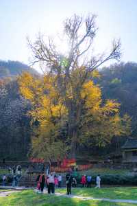 王屋山銀杏攻略|邂逅千年樹冠下的金色秋天