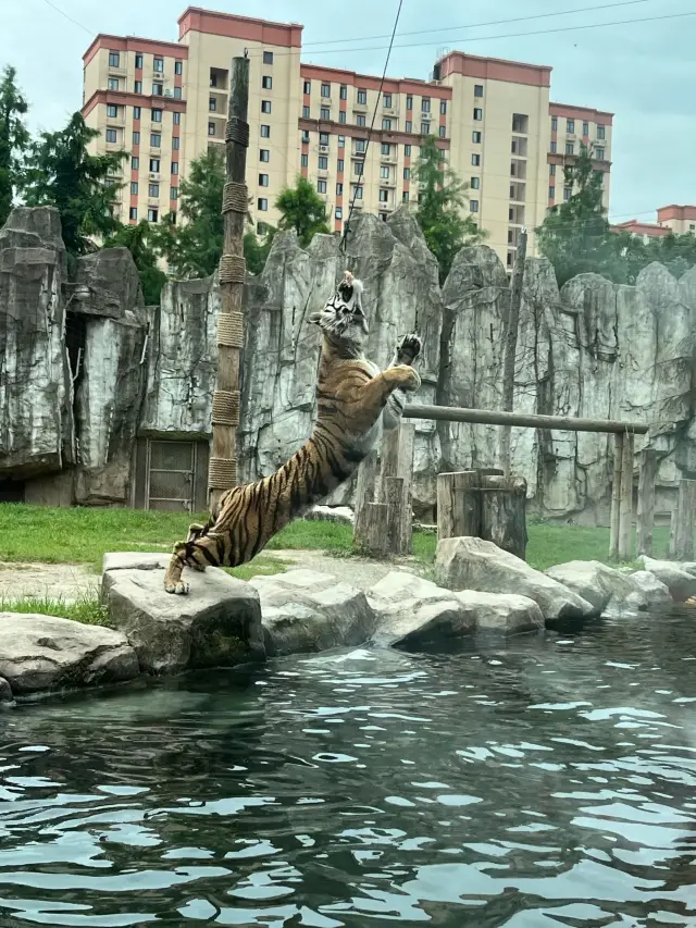 A Must-Visit! Complete Guide to Taking Kids to Shanghai Wild Animal Park