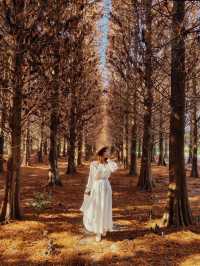 絕美!包場整個落羽松林的韓劇級浪漫